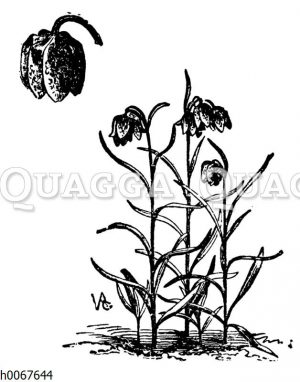 Schachblume