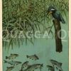 Eisvogel und junge Fische