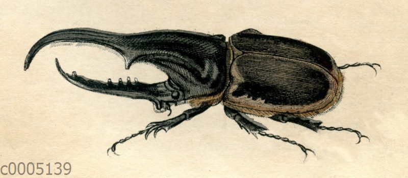 Nashornkäfer