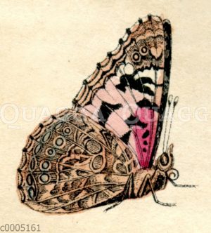 Distelfalter