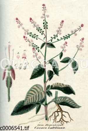 Hexenkraut