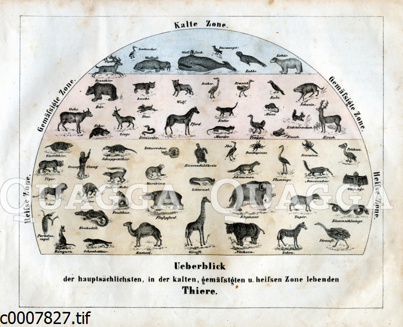 Tiere nach Temperaturzonen: Schematischer Überblick