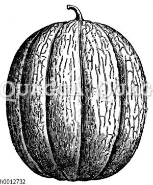 Zuckernetzmelone