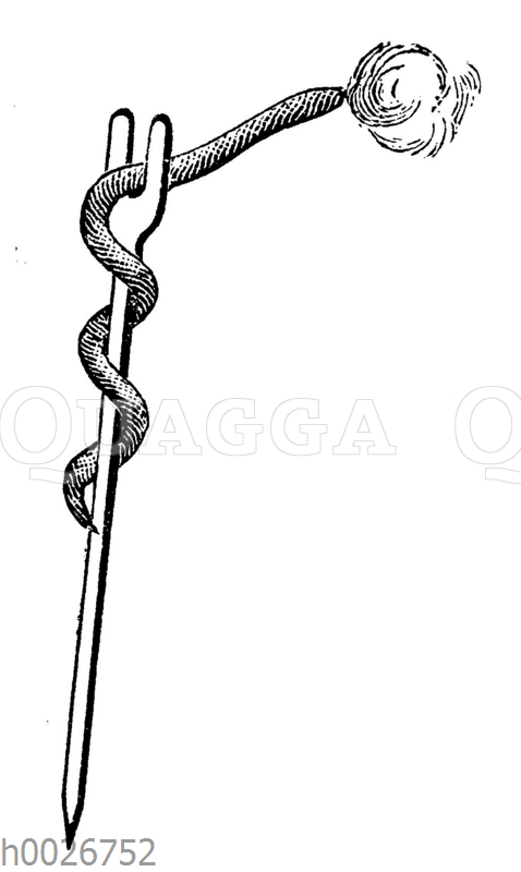 Lunte Quagga Illustrations