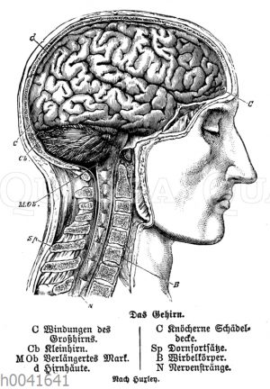 Mensch: Gehirn