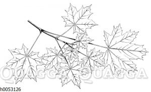 Spitzahorn: Blättermosaik