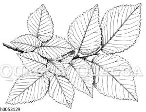 Ulme (Rüster): Blättermosaik