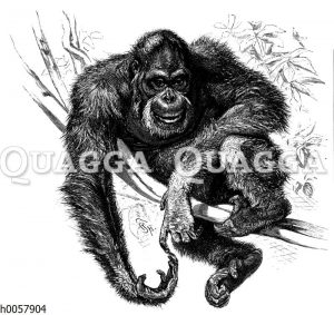 Orang-Utan