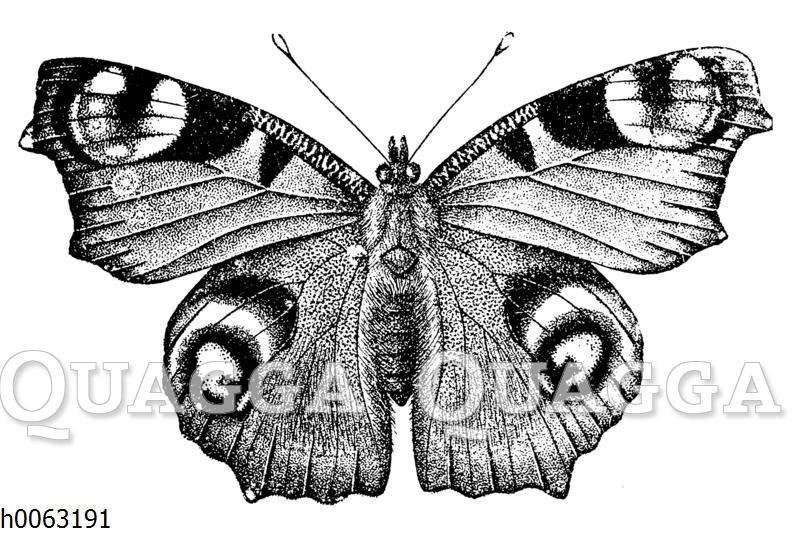 Tagpfauenauge