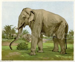 Asiatischer Elefant [Digital]