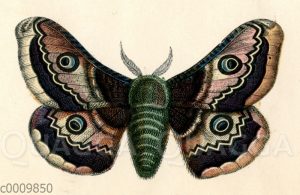 Schwarzdornspinner [Digital]