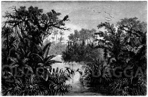 Vorderindischer Dschungel mit Pandanus, Mangrove, Geier, Marabus [Digital]