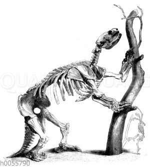 Mylodon: Skelett [Digital]