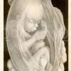 Menschlicher Fötus in der Gebärmutter