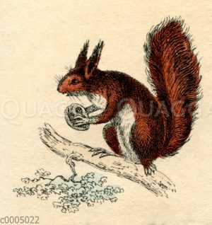 Eichhörnchen [Digital]