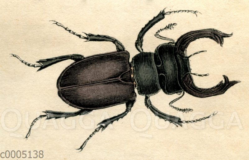 Hirschkäfer