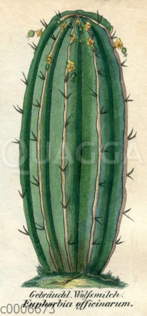 Euphorbia officinarum