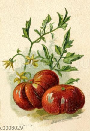 Tomaten