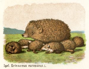 Europäischer Igel