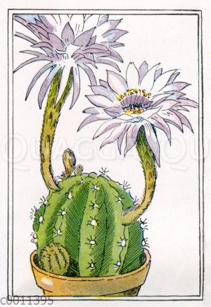 Seeigelkaktus im Topf