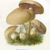 Champignon