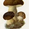 Steinpilz
