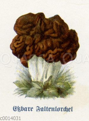 Faltenmorchel
