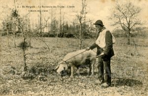 Trüffelsuche mit einem Schwein im Perigord