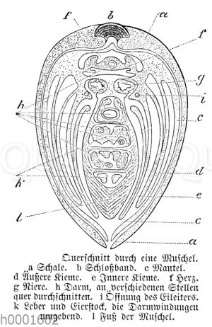 Muschel: Querschnitt