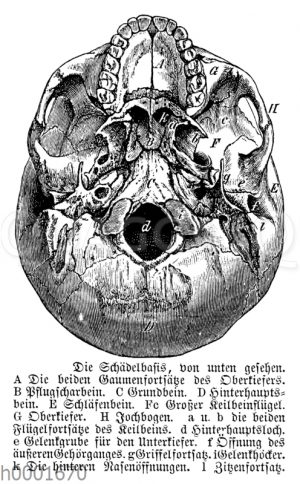 Mensch: Schädelbasis