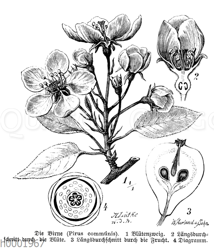 Blütendiagramm Bildschlagwort Quagga Illustrations Bilddatenbank