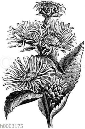 Echter Alant <Inula helenium>
