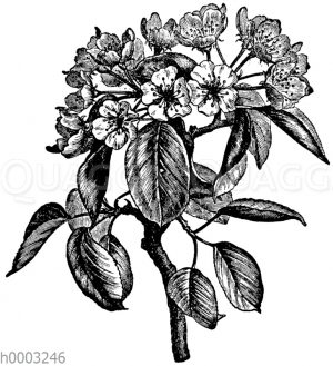Birnbaum: Blüten