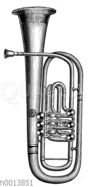 Tenorhorn (Aufrechte Form)