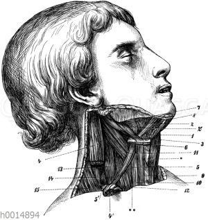 Halsmuskeln der rechten Körperseite
