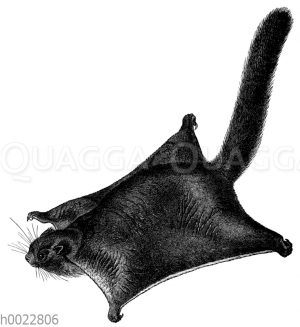 Gleithörnchen, Flughörnchen [Digital]