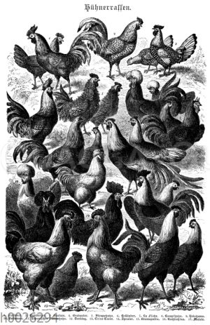 Hühnerrassen: 1. Italiener. 2. Hamburger. 3. Bantam. 4. Brabanter. 5. Strupphuhn. 6. Holländer. 7. La Fléche. 8. Kampfhuhn. 9. Hokohama. 10. Paduaner. 11 Japanisches Sfidenhuhn. 12. Dorking. 13. Créve-Coer. 14. Spanier. 15. Bramaputra. 16. Kochinchina. 17. Malaie