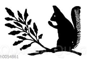 Eichhörnchen [Digital]