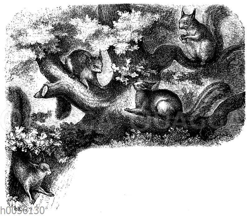 Eichhörnchen [Digital]