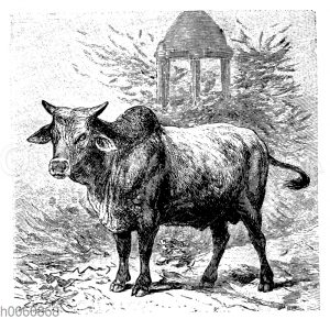 Zebu