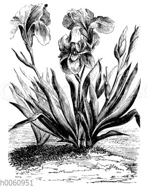 Sumpfschwertlilie