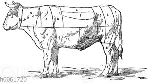 Fleischeinteilung beim Rind