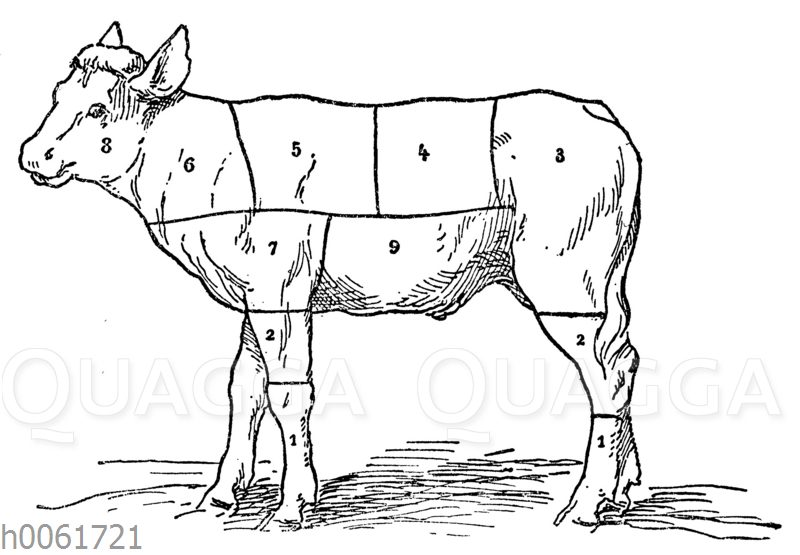 Fleischeinteilung beim Kalb