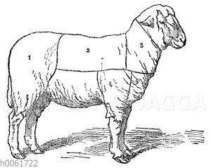Fleischeinteilung beim Schaf