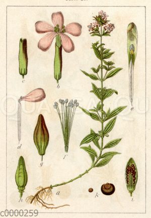 Seifenkraut
