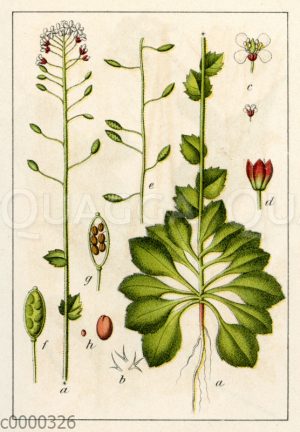 Mauer-Hungerblümchen