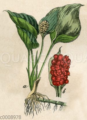 Drachenwurz
