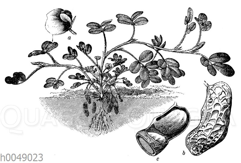 Erdnuss