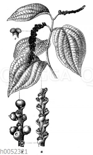 Pfeffer_ Schwarzer Pfeffer