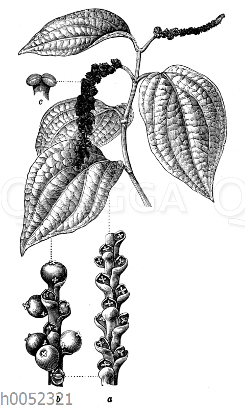 Pfeffer, Schwarzer Pfeffer - Quagga Illustrations